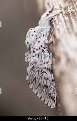 Lepidoptera, Puss Motte, Cerura Vinula, gefunden in Glendalough, Wicklow, Irland Stockfoto