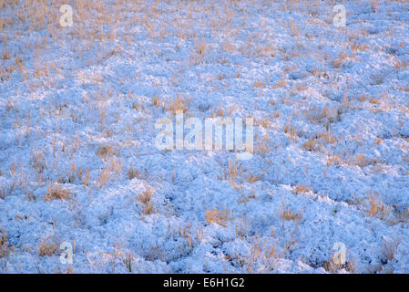 Nahaufnahme von Borax und Rasen. Borax Lake Preserve, Oregon Stockfoto