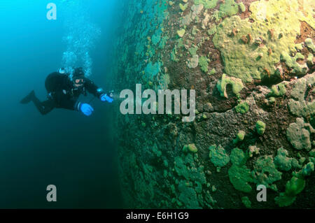 See Baikal Schwamm (Lubomirskia Baicalensis) Stockfoto