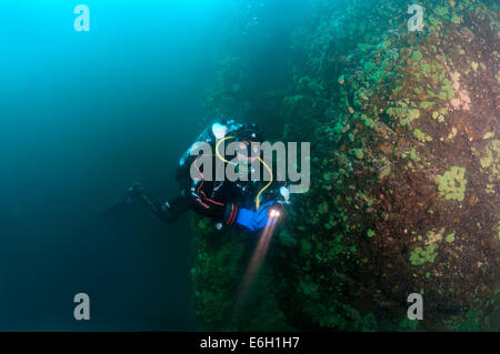 See Baikal Schwamm (Lubomirskia Baicalensis) Stockfoto