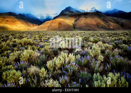 Die Sonne erreichte durch auf Steens Mountain mit lupine Wildblumen. Oregon Stockfoto