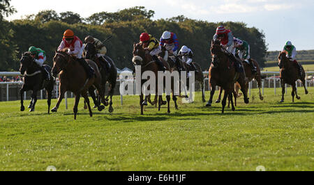 Newmarket, Großbritannien. 23. August 2014. Schließen der Julitag Kurs 2. Holley Shiftwell unter Graham Gibbons gewinnen The Fly London Southend Airport, Barcelona Handicap Credit: Action Plus Sport/Alamy Live News Stockfoto