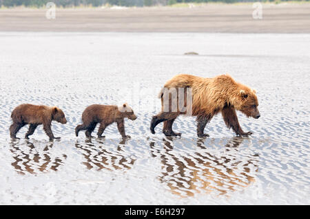 Alaskan Brown Bear Sauen und Jungtiere auf Wattflächen Stockfoto