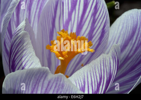 Pickwick Crocus Stempel Stockfoto