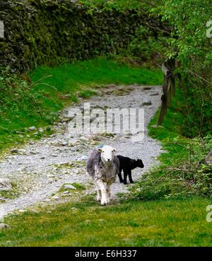 Mutter und Baby den Feldweg hinunter Stockfoto