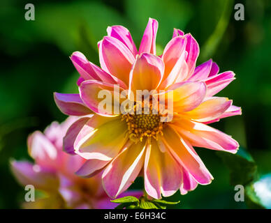 Rosa Dahlie Blüte Stockfoto