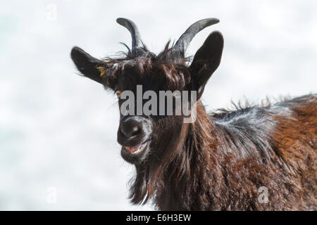 Walliser Blackneck Ziege, Zermatt, Schweiz Stockfoto