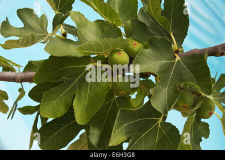 Feigen (Ficus Carica) auf einem Ast vor Wasser-Hintergrund Stockfoto