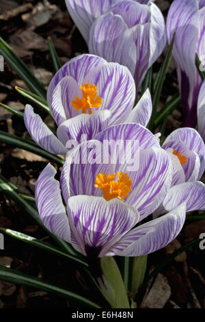 Pickwick Krokus Blüten Stockfoto