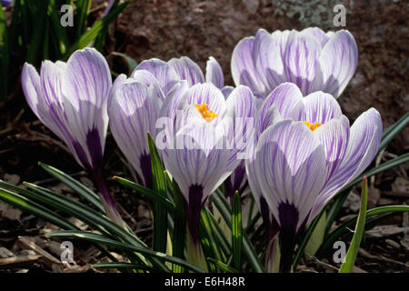 Ein Cluster von Pickwick Crocus Stockfoto