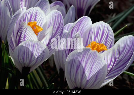 Pickwick Krokus Blüten Stockfoto