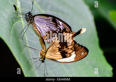 Schwalbenschwanz-Schmetterling auf einer Pflanze Stockfoto