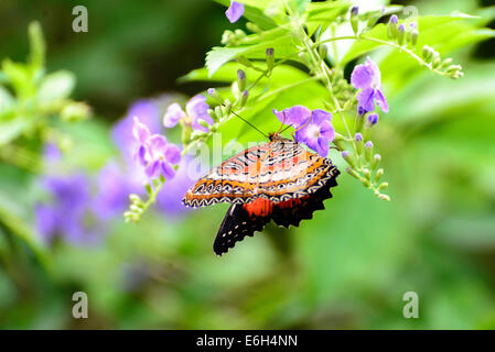 Orange, schwarz und weiß gemeinsame Florfliege Schmetterling auf eine lila Blume Stockfoto