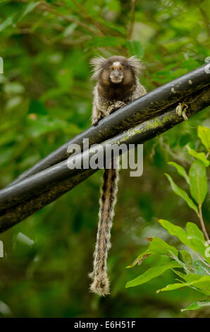 Gemeinsamen Marmoset Callithrix Jacchus auf Elektrokabel in der Stadt Rio De Janeiro, Brasilien Stockfoto