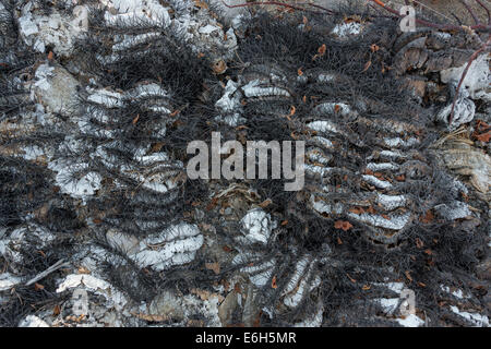 Skelett einer endemischen Riesen Fass Kaktus, Isla Catalina, Sea of Cortez, Baja, Mexiko Stockfoto