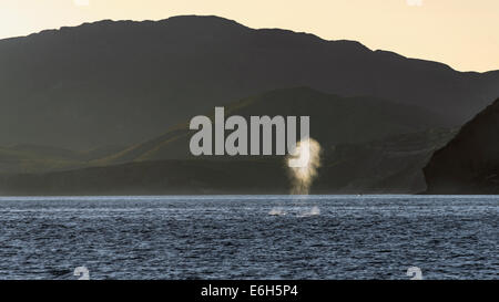 Blauwal Belag für Atem bei Sonnenaufgang vor Isla Carmen, Sea of Cortez, Baja, Mexiko Stockfoto