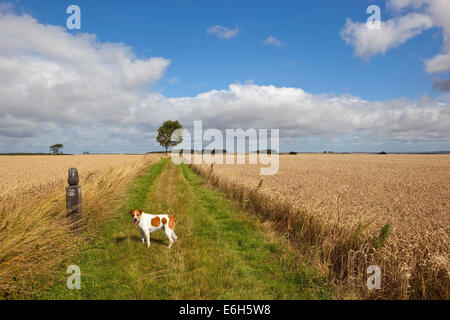 Ein Haustier Hund blickt zurück auf dem Wolds so lange Strecke öffentlichen Fußweg in eine englische Sommerlandschaft Stockfoto