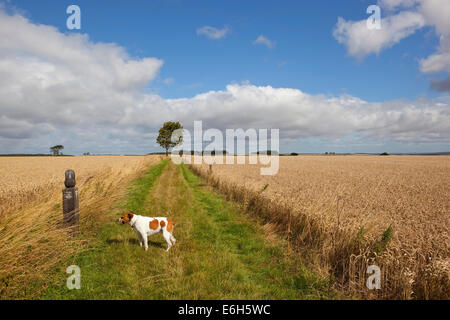 Ein müder Hund schaut Bohnenstroh Marker auf einer Langdistanz Fußweg in eine englische Sommerlandschaft Stockfoto