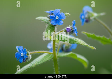 Blaue Blumen von sibirischem Buglanz Brunnera macrophylla Stockfoto