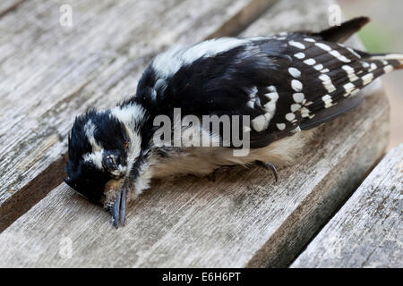 Tote weibliche Dunenspecht (Picoides Pubescens) - Virginia USA Stockfoto