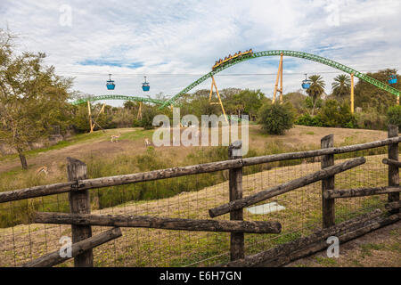 Cheetah Hunt Achterbahn Wicklung durch tierische Lebensraum und vorbei an Skyline fahren in Busch Gardens in Tampa, Florida Stockfoto