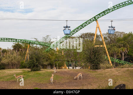 Cheetah Hunt Achterbahn Wicklung durch tierische Lebensraum und vorbei an Skyline fahren in Busch Gardens in Tampa, Florida Stockfoto