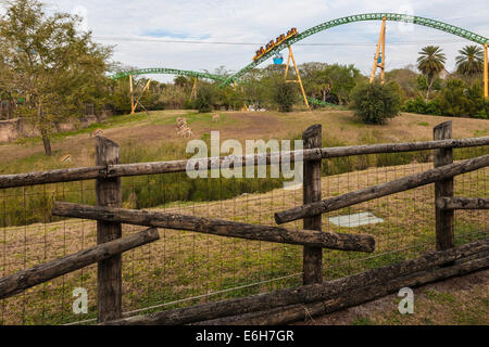 Cheetah Hunt Achterbahn Wicklung durch tierische Lebensraum und vorbei an Skyline fahren in Busch Gardens in Tampa, Florida Stockfoto