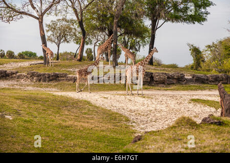 Giraffen (Giraffa Plancius) im natürlichen Lebensraum in Busch Gardens in Tampa, Florida Stockfoto