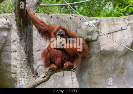 Orang-Utan sitzend auf Ast im Audubon Zoo, New Orleans, Louisiana Stockfoto
