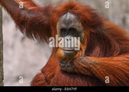 Nahaufnahme von einem Orang-Utan im Audubon Zoo, New Orleans, Louisiana Stockfoto