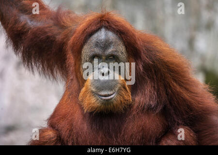 Nahaufnahme Gesicht der Orang-Utan im Audubon Zoo, New Orleans, Louisiana Stockfoto