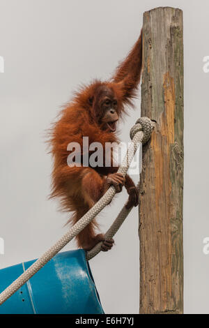 Orang-Utan spielen an Seilen und Fässer im Audubon Zoo, New Orleans, Louisiana Stockfoto