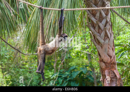 Geoffroy'sÃƒÂ¢Ã¢â‚¬Å¡Ã‚Â¬ÃƒÂ¢Ã¢â‚¬Å¾Ã‚Â¢Spinnenaffen (Ateles geoffroyi), auch Schwarze Hand Spinnenaffen in Gefangenschaft im Audubon Zoo in New Orleans genannt Stockfoto