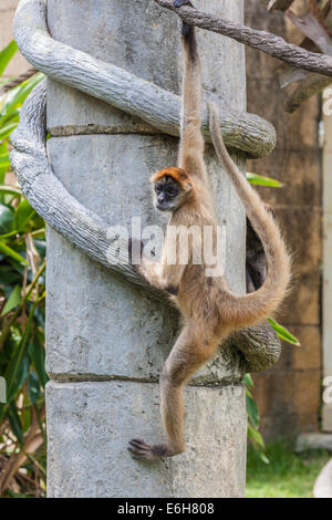 Geoffroy'sÃƒÂ¢Ã¢â‚¬Å¡Ã‚Â¬ÃƒÂ¢Ã¢â‚¬Å¾Ã‚Â¢Spinnenaffen (Ateles geoffroyi), auch Schwarze Hand Spinnenaffen in Gefangenschaft im Audubon Zoo in New Orleans genannt Stockfoto