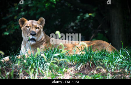 Ein Portrait eines weiblichen afrikanischen Löwen (Löwin) in Gefangenschaft im Zoo von Pittsburgh, Pittsburgh, Pennsylvania. Stockfoto