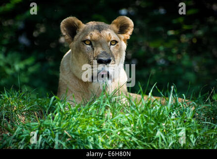 Ein Portrait eines weiblichen afrikanischen Löwen (Löwin) in Gefangenschaft im Zoo von Pittsburgh, Pittsburgh, Pennsylvania. Stockfoto