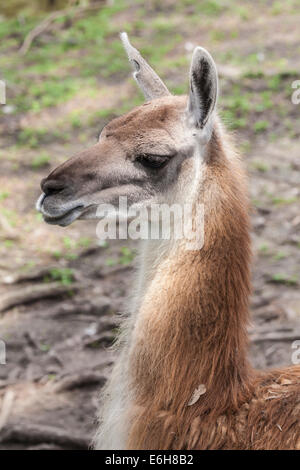 Nahaufnahme Portrait von einem Lama in Gefangenschaft im Audubon Zoo in New Orleans, Louisiana Stockfoto