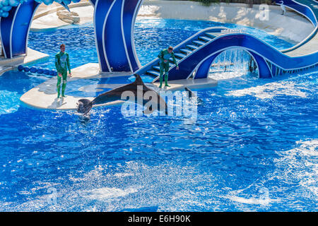 Dompteure arbeiten mit Delfinen in blaue Horizonte zeigen in Sea World in Orlando, Florida, USA Stockfoto