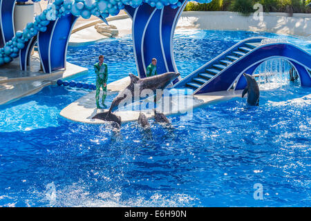 Dompteure arbeiten mit Delfinen in blaue Horizonte zeigen in Sea World in Orlando, Florida, USA Stockfoto