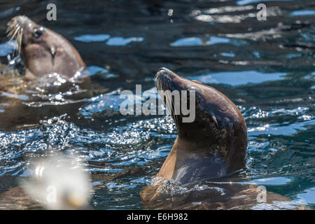 Seelöwen schwimmen im Pazifik Punkt bewahren Attraktion auf See World Orlando in Orlando, Florida, USA Stockfoto