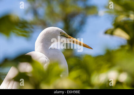 Nahaufnahme von einem Silberreiher (Ardea Alba) in der Pacific Point erhalten Attraktion im Sea World Orlando, Florida, USA Stockfoto