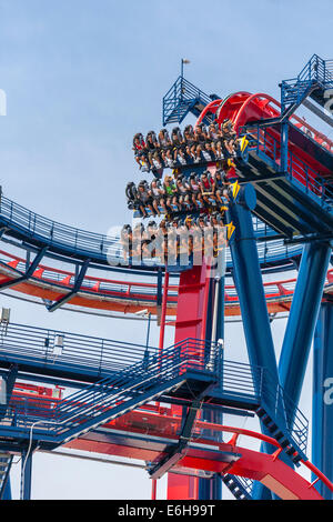 Parkbesucher fahren Achterbahn SheiKra im Freizeitpark Busch Gardens in Tampa, Florida, USA Stockfoto