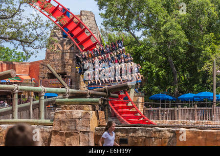 Parkbesucher fahren Achterbahn SheiKra im Freizeitpark Busch Gardens in Tampa, Florida, USA Stockfoto