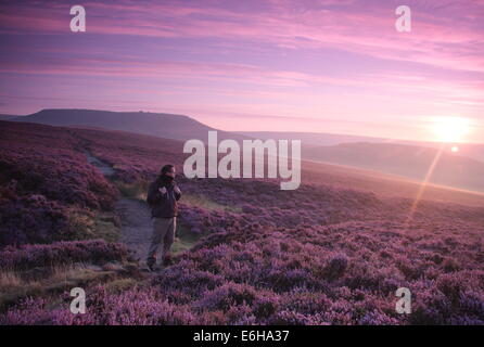 Hathersage Moor, Peak District. 24. August 2014. An einem hellen, kühlen Morgen hält eine Hügel Walker um ein Platzen der lila Dämmerlicht zu bewundern, wie es Teile der lila und Magenta Heidekraut cloaking Hathersage Moor in der Nähe von Sheffield beleuchtet.  August Bank Holiday Wochenende Wetter soll mit Meteorologen vorhersagen starker Regen und Wind für die meisten Teile des Vereinigten Königreichs morgen verschlechtern (25/8). Bildnachweis: Deborah Vernon/Alamy Live-Nachrichten Stockfoto