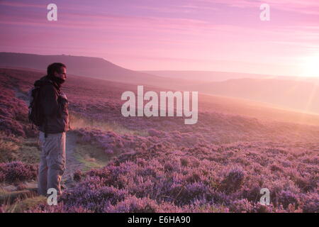 Hathersage Moor, Peak District. 24. August 2014. An einem hellen, kühlen Morgen hält eine Hügel Walker um ein Platzen der lila Dämmerlicht zu bewundern, wie es Teile der lila und Magenta Heidekraut cloaking Hathersage Moor in der Nähe von Sheffield beleuchtet.  August Bank Holiday Wochenende Wetter soll mit Meteorologen vorhersagen starker Regen und Wind für die meisten Teile des Vereinigten Königreichs morgen verschlechtern (25/8). Bildnachweis: Deborah Vernon/Alamy Live-Nachrichten Stockfoto