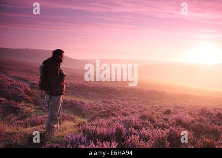 Hathersage Moor, Peak District. 24. August 2014. An einem hellen, kühlen Morgen hält eine Hügel Walker um ein Platzen der lila Dämmerlicht zu bewundern, wie es Teile der lila und Magenta Heidekraut cloaking Hathersage Moor in der Nähe von Sheffield beleuchtet.  August Bank Holiday Wochenende Wetter soll mit Meteorologen vorhersagen starker Regen und Wind für die meisten Teile des Vereinigten Königreichs morgen verschlechtern (25/8). Bildnachweis: Deborah Vernon/Alamy Live-Nachrichten Stockfoto