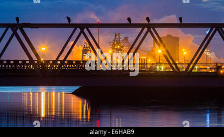 Teesmouth National Nature Reserve in der Nähe von Hartlepool, Großbritannien. Reiher Rastplätze auf Brücke über greatham Creek bei Seal Sands bei Sonnenaufgang Stockfoto