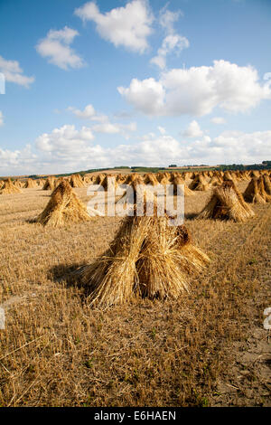 Weizen Stooks geerntet für thatching stehend trocknen in einem Feld nach der Ernte, Marden, Wiltshire, England Stockfoto