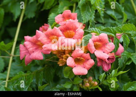 Campsis Radicans. Trumpet Vine Blumen. Stockfoto