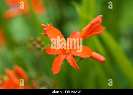 Crocosmia 'Orange Devil' Blumen in einem krautigen Grenze. Stockfoto